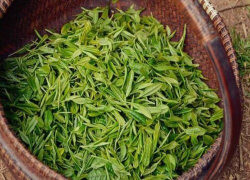 清明茶属于什么茶