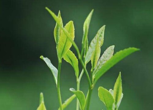 清明茶属于什么茶