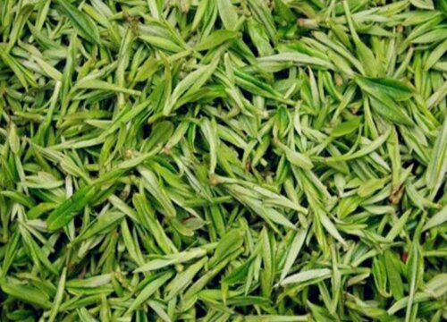 清明茶属于什么茶