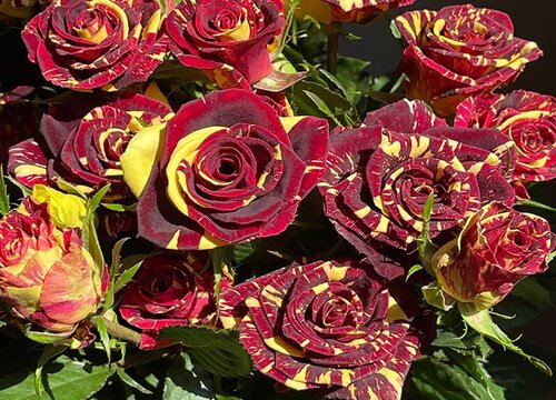 多头玫瑰插瓶的养法