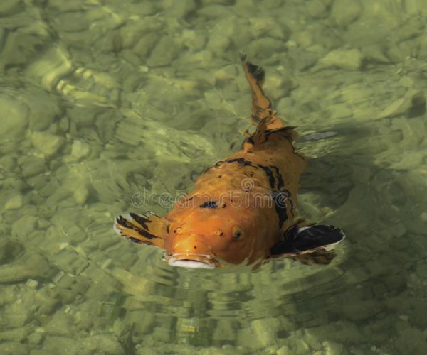 家里养几条鱼最吉利