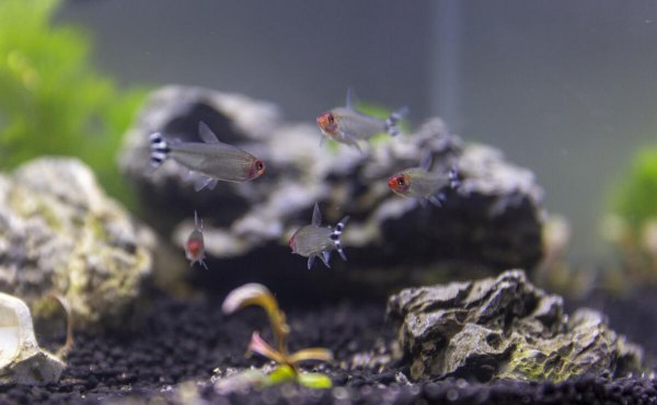 家里养几条鱼最吉利