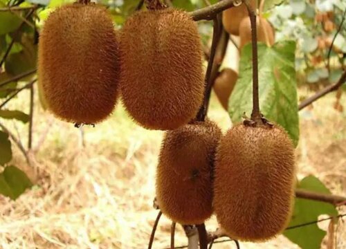 猕猴桃打什么药好