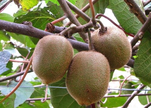 猕猴桃打什么药好