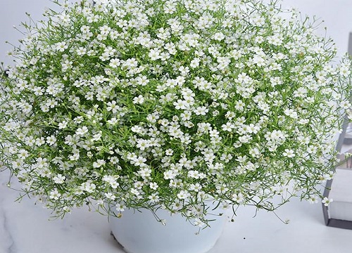 满天星可以放在卧室吗