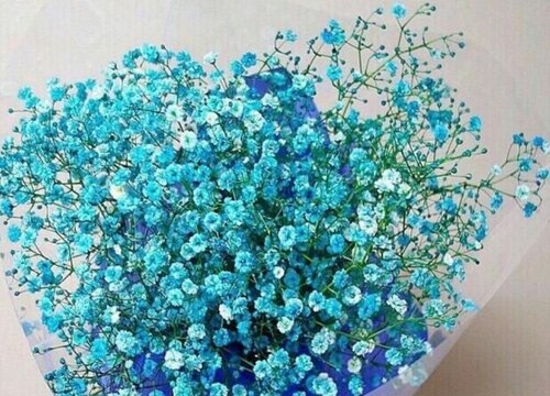 满天星可以放在卧室吗