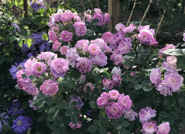 蓝色梦想月季优缺点