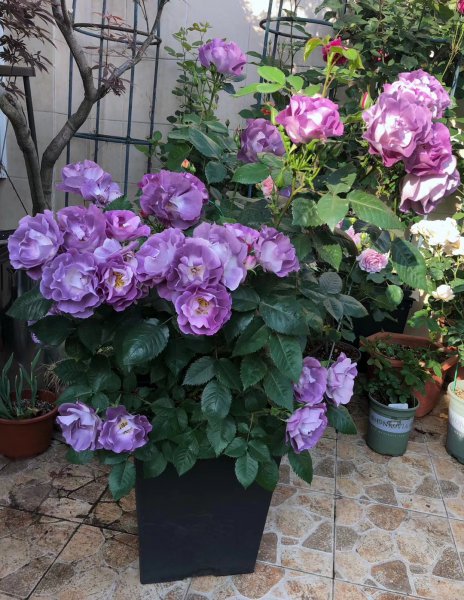 蓝色梦想月季优缺点