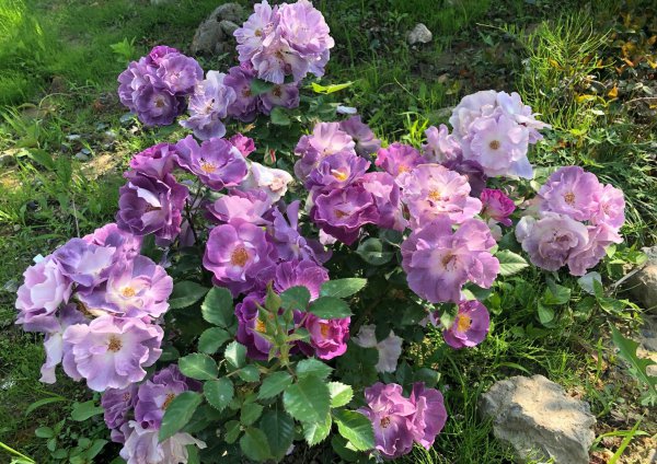 蓝色梦想月季优缺点