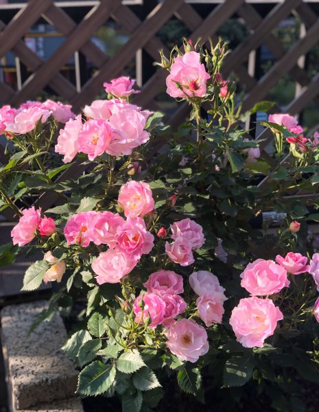 蓝色梦想月季优缺点