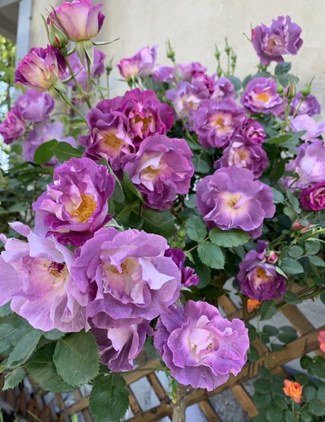 蓝色梦想月季优缺点