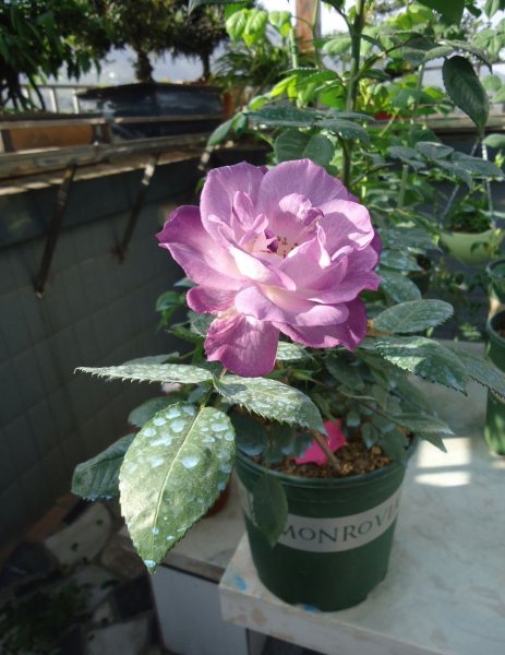 蓝色梦想月季优缺点