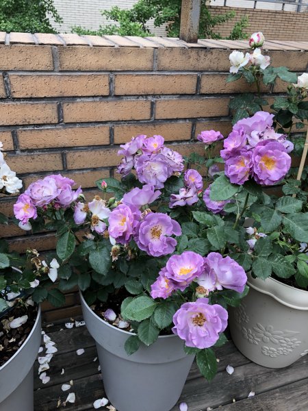 蓝色梦想月季优缺点