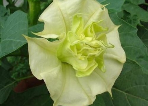 代表光明和希望的花