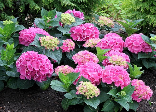 代表光明和希望的花