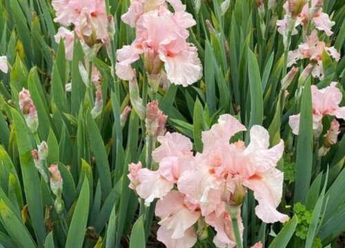 代表光明和希望的花