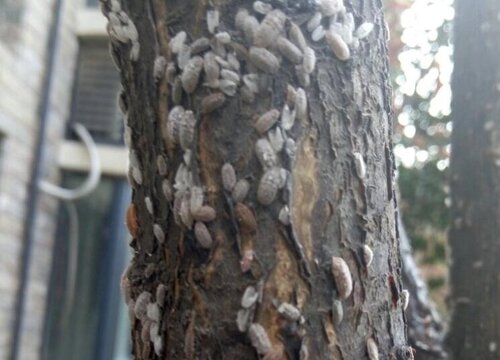 紫叶李病虫害防治技术与方法措施