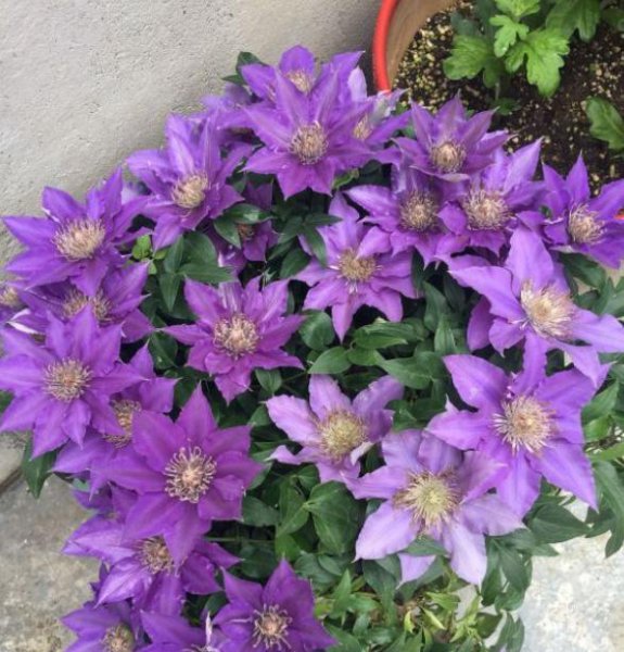 铁线莲枯叶是什么原因