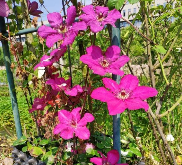 铁线莲枯叶是什么原因