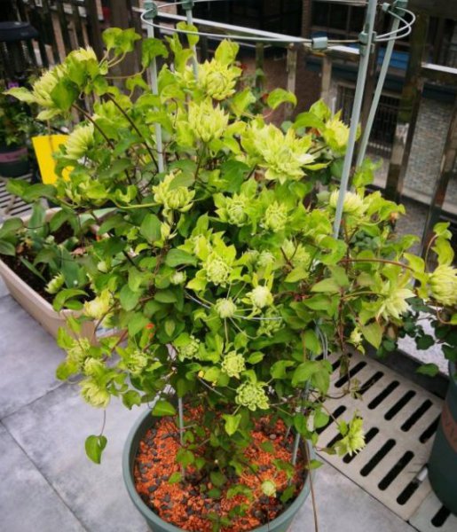 铁线莲枯叶是什么原因