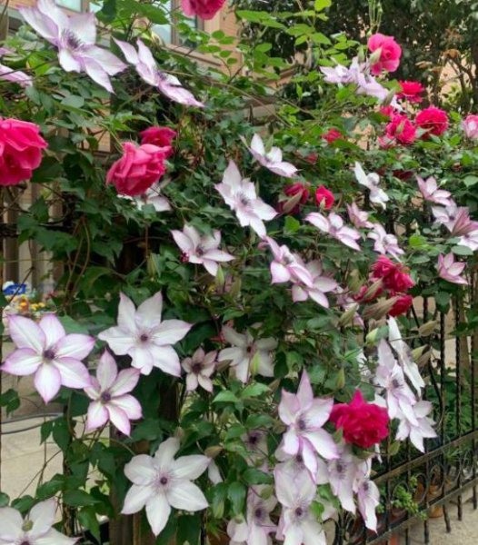 铁线莲枯叶是什么原因