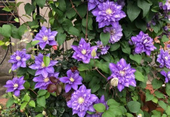 铁线莲枯叶是什么原因