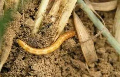 花生金针虫防治方法及特征图片