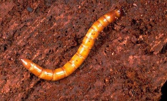 花生金针虫防治方法及特征图片