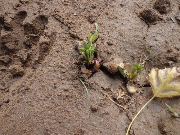 花生金针虫防治方法及特征图片