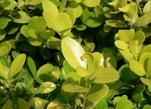 黄杨耐寒最低温度