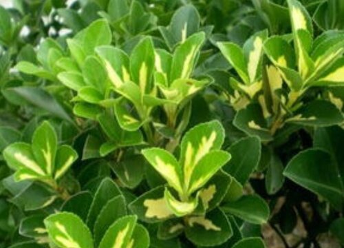 黄杨耐寒最低温度