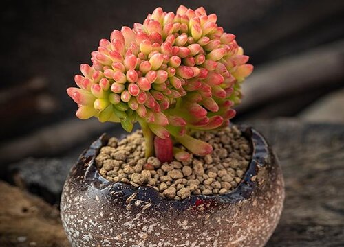 入春多肉的正确浇水方法