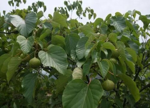 桐子叶是什么树的叶子