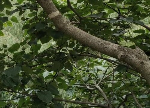 桐子叶是什么树的叶子