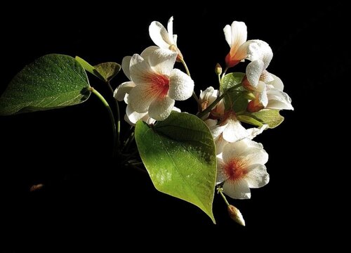 桐子叶是什么树的叶子