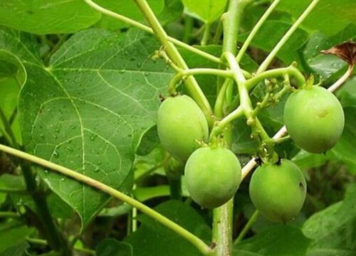 桐子叶是什么树的叶子