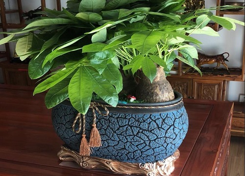 种植盆景赚钱吗