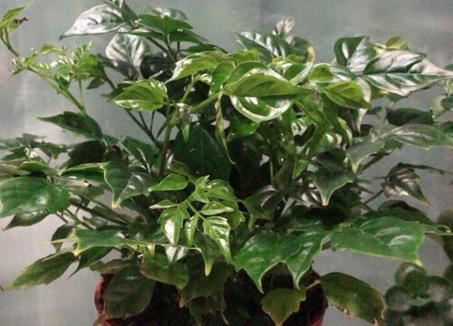 种植盆景赚钱吗