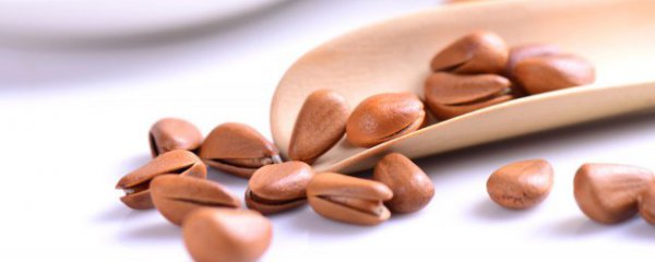 松子适合什么季节播种