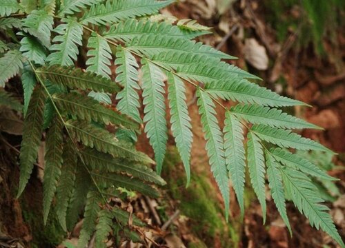 狗脊是国家保护植物吗