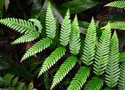 狗脊是国家保护植物吗