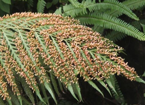 狗脊是国家保护植物吗