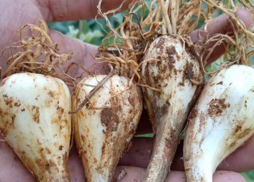 荞头的种植方法和时间