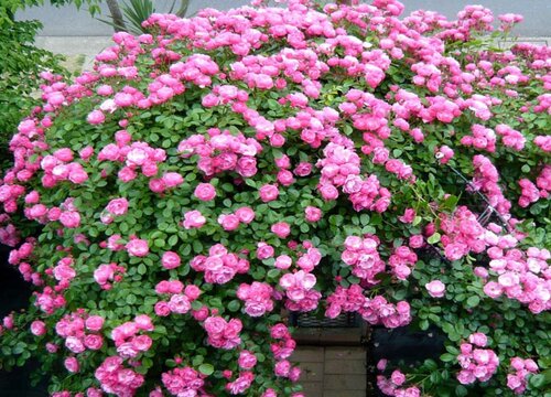 冬季怎么养月季能开爆盆