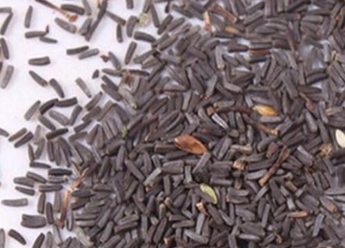 黑心菊种子什么时候播种最好