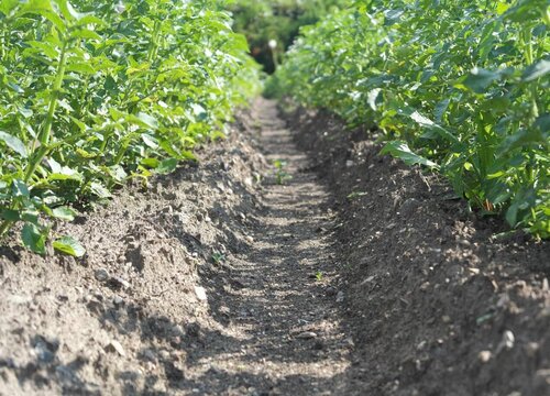 马铃薯亩产万斤种植技术与管理方法