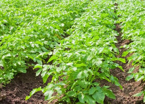 马铃薯亩产万斤种植技术与管理方法