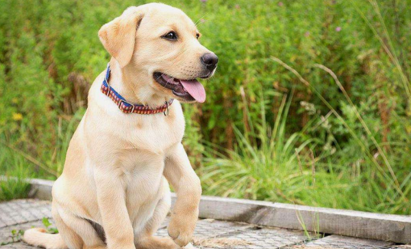 适合女生养的巨型犬霸气