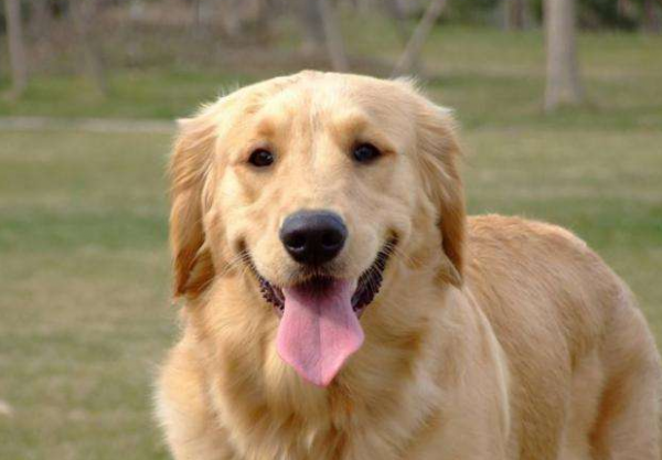 适合女生养的巨型犬霸气