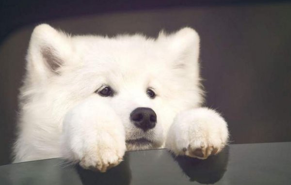 适合女生养的巨型犬霸气